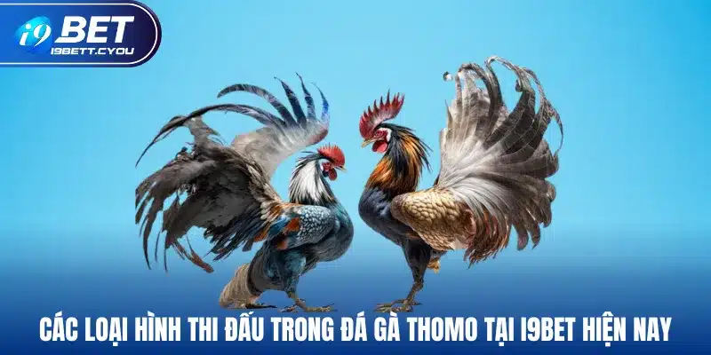 Các loại hình thi đấu trong đá gà Thomo tại I9BET hiện nay