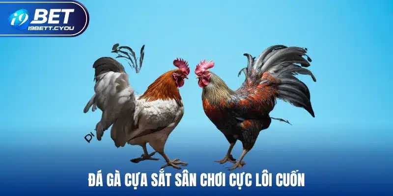 Đá gà cựa sắt sân chơi cực lôi cuốn