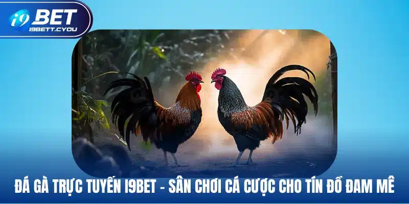 đá gà trực tuyến i9bet sân chơi cá cược cho tín đồ đam mê