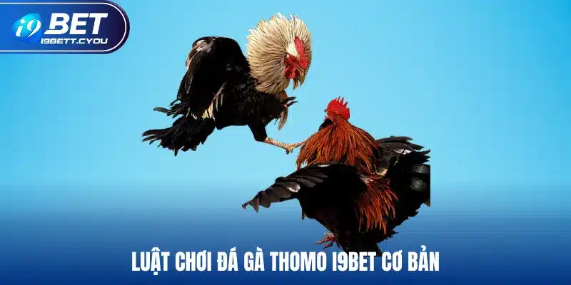 Luật chơi đá gà Thomo I9BET cơ bản