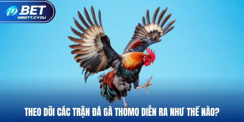 Theo dõi các trận đá gà Thomo diễn ra như thế nào?